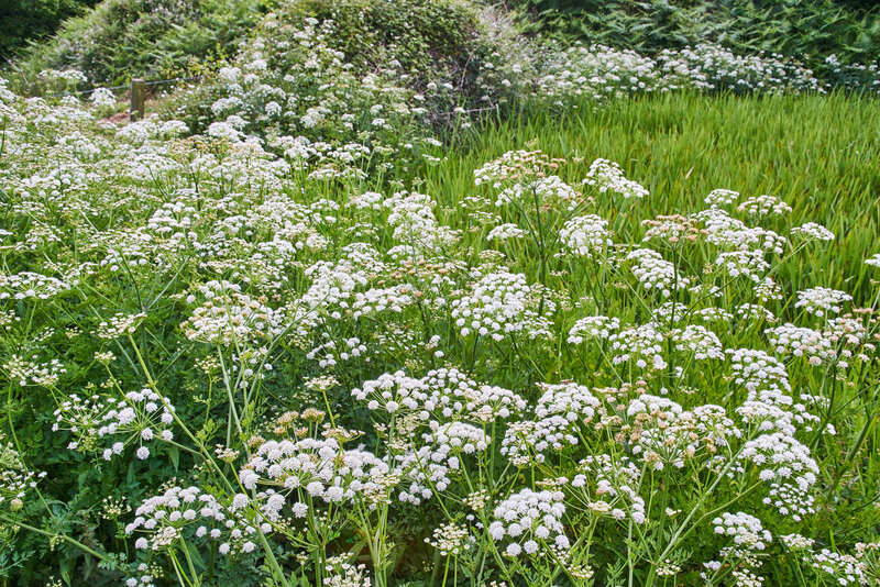 garden maintenance garden