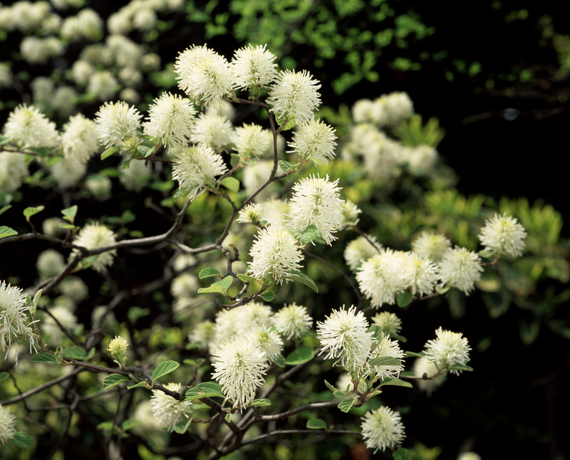 garden hedges