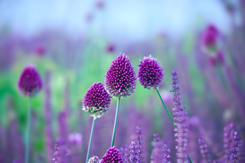 garden planting