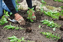 garden cleaners in Somerstown