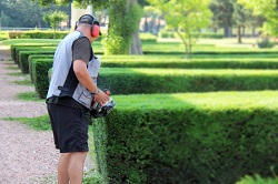 SW13 hedge cutting services