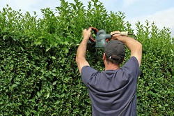 Cricklewood hedge trimming NW2