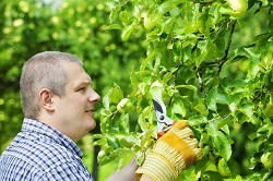 Barons Court hedge trimming W14