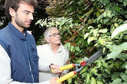 hedge trimming services West Harrow