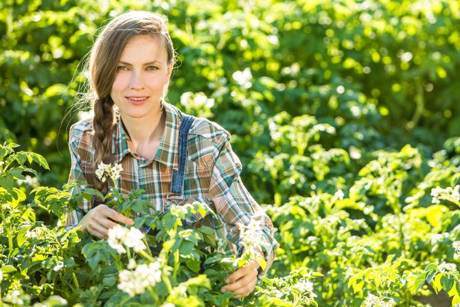 gardeners